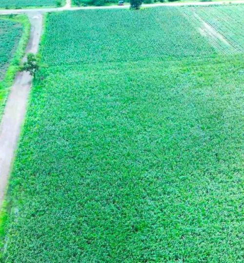 30 guntas land for sale