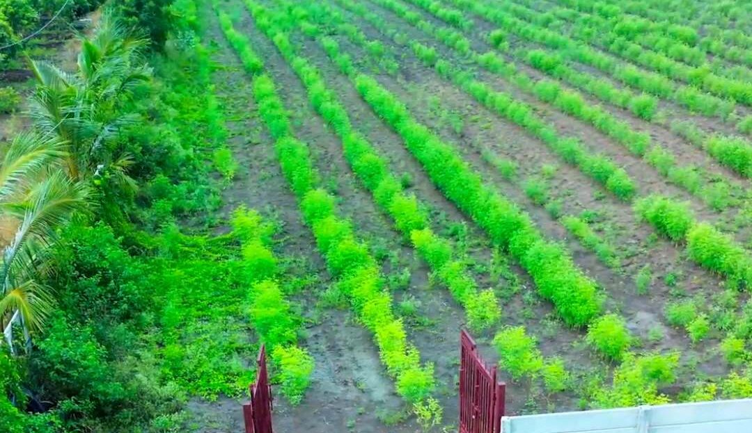 video image