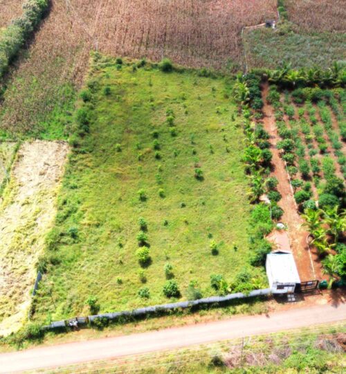1 acre mango farm for sale near pargi