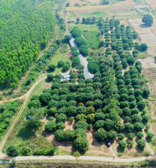 1.25 acres mango farm for sale