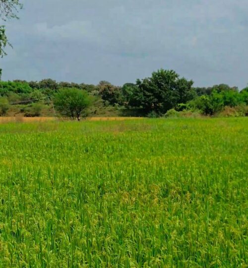 16 acres land for sale near kodangal
