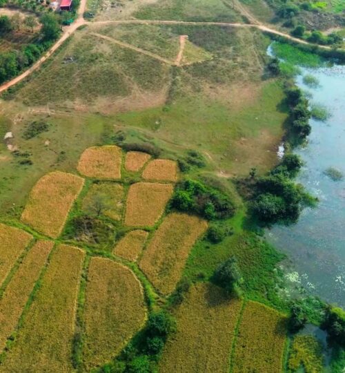 agriculture land near lake