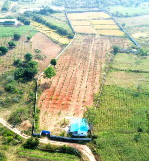 4 acres land for sale with mango farm