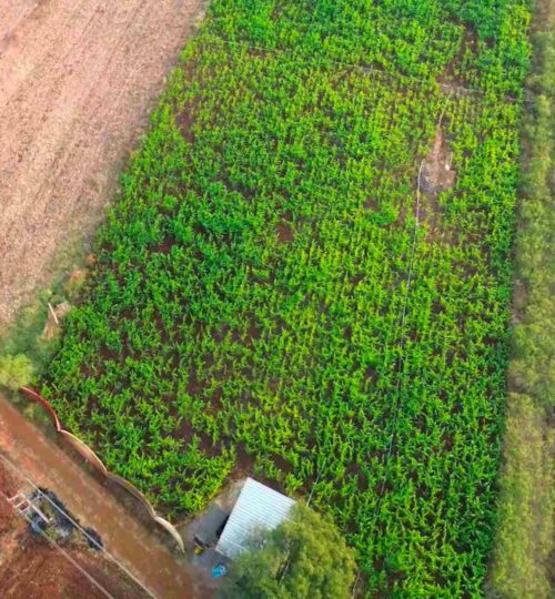 buy 2 acres land near pargi