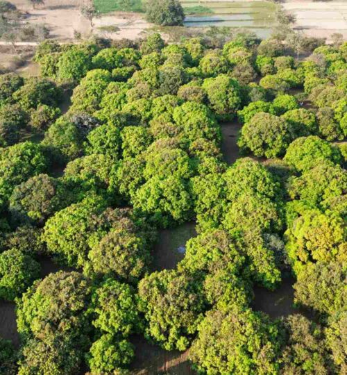 5.25 acres mango farm for sale