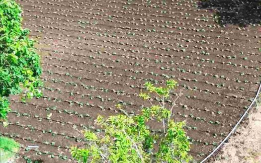 4 Acres Land