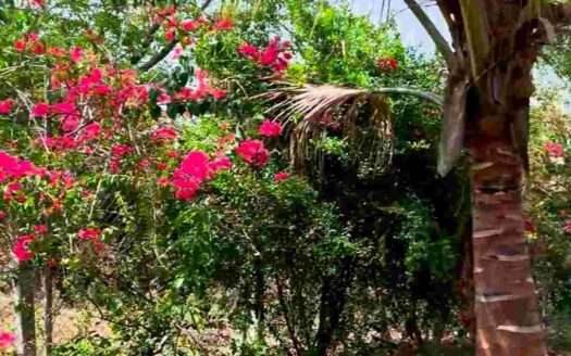 4.30 Acres Mango Farm for Sale