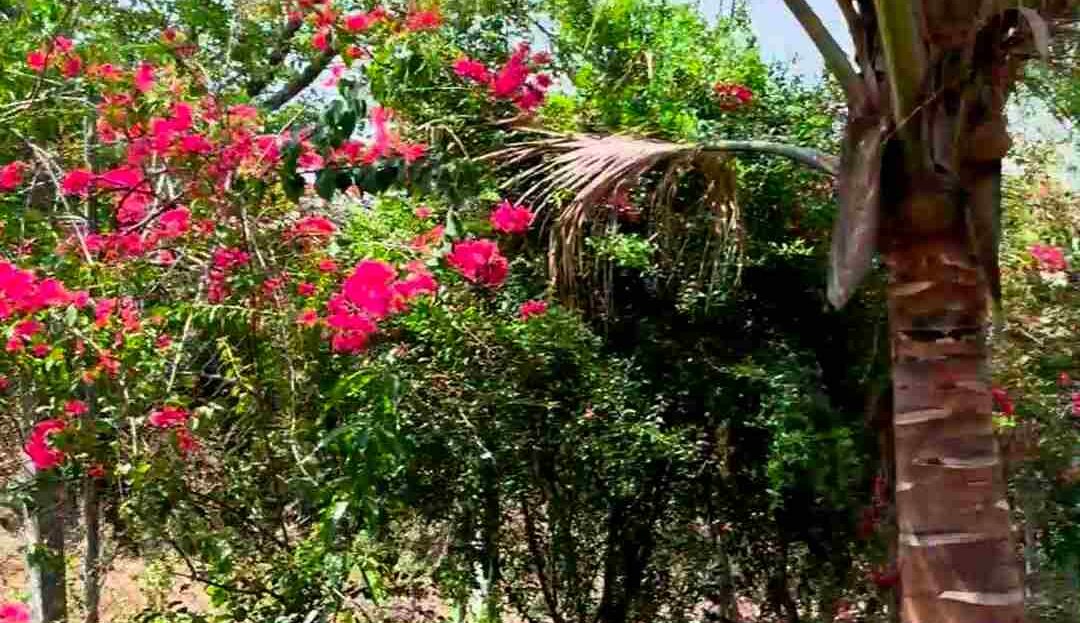 video image