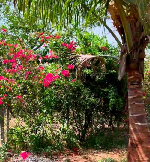 4.30 acres mango farm for sale