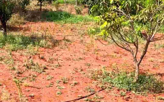 4.30 Acres Mango Farm for Sale