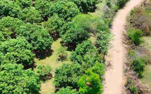 1 Acre Mango Farm