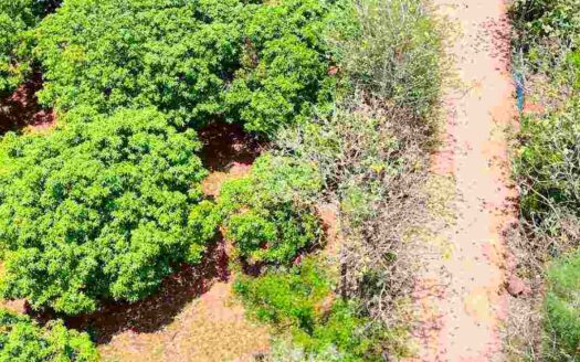 1 Acre Mango Farm