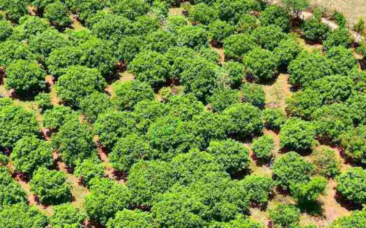 1 Acre Mango Farm