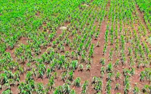 1.28 Acres Land