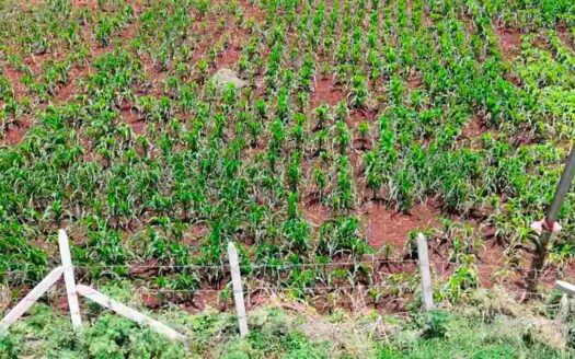 1.28 Acres Land