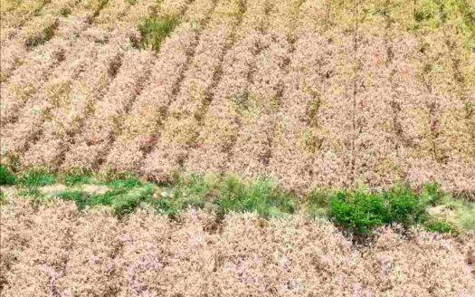 2 Acres Land