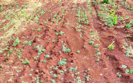 3 Acres Land