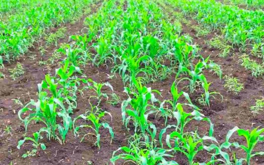 6 Acres Land