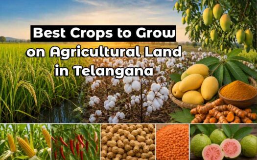 best crops to grow on agriculture land in telangana