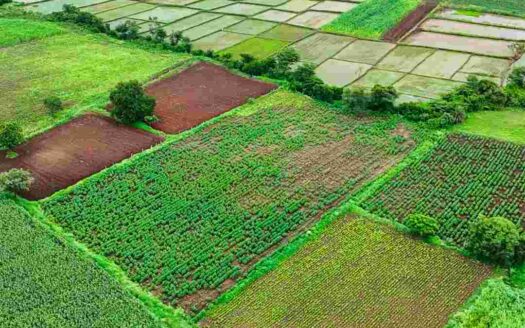 4 Acres Agricultural Land for Sale Near Parigi