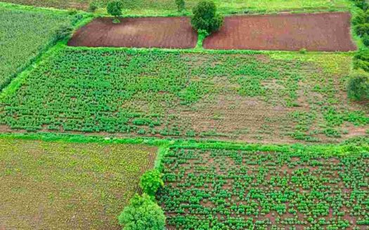 4 Acres Agricultural Land for Sale Near Parigi