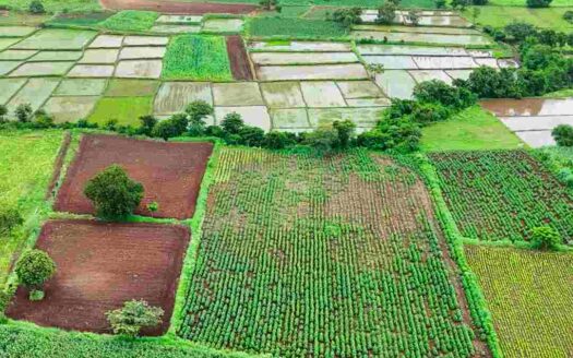 4 Acres Agricultural Land for Sale Near Parigi