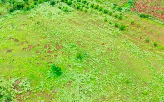 5 Acres Agricultural Land in Parigi