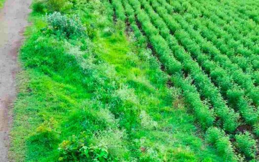 7 Acres 29 Guntas Land for Sale Near Parigi