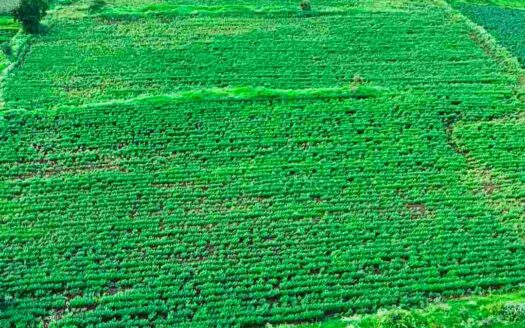 7 Acres 29 Guntas Land for Sale Near Parigi