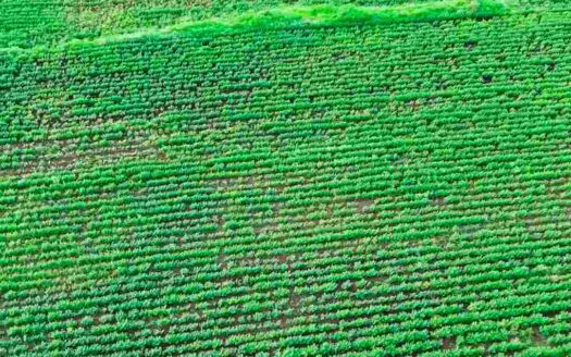 7 Acres 29 Guntas Land for Sale Near Parigi