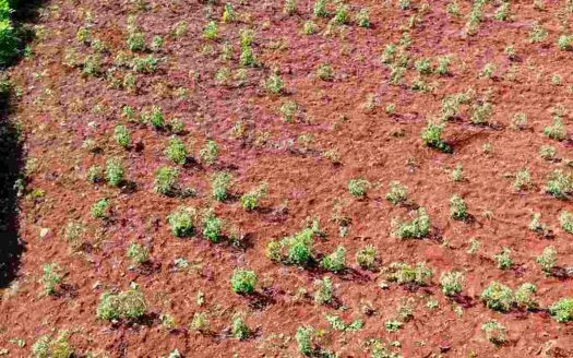 1 Acre Premium Land for Sale Near Parigi