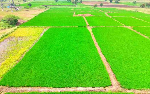 1 Acre Land for Sale Near Parigi