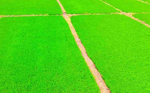 1 Acre Land for Sale Near Parigi