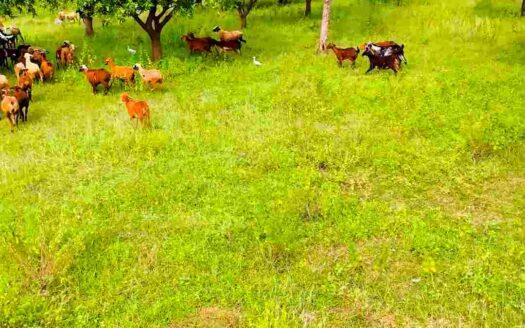 4 Acres Agricultural Land for Sale Near Parigi (Doma)