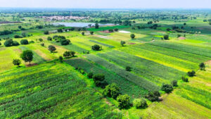 Green Fields and Agricultural Landscape