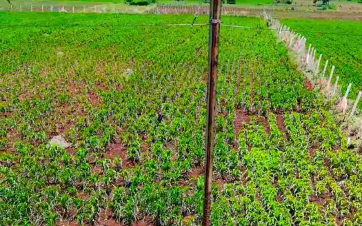 1 Acre 28 Guntas Land for Sale Near Parigi