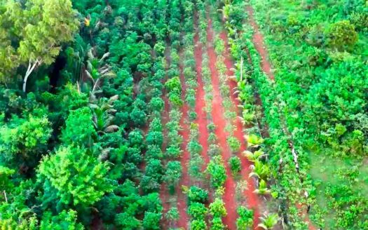 1 Acre 6 Guntas Land for Sale Near Parigi
