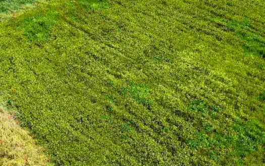 2 Acres Land for Sale Near Parigi