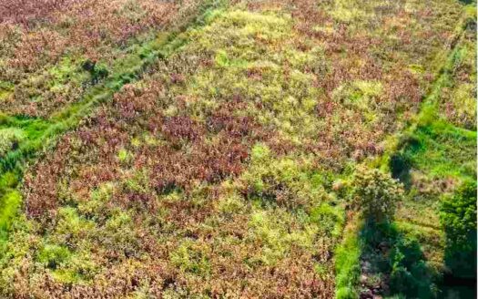 5 Acres Land for Sale Near Parigi