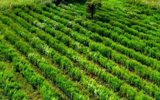 6.20 Acres Land for Sale Near Parigi