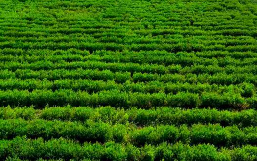 6.20 Acres Land for Sale Near Parigi